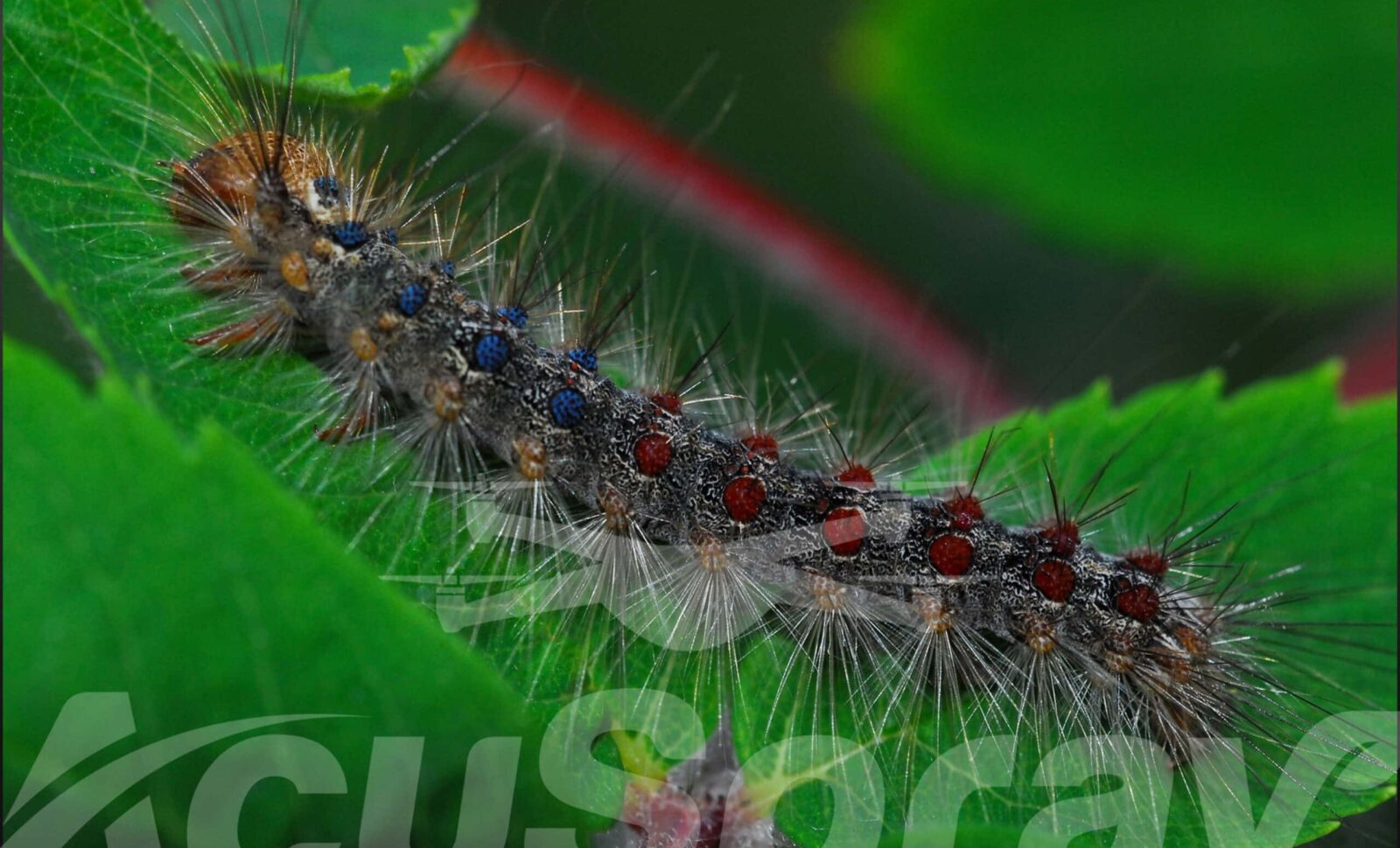 Sustainable Gypsy Moth Control with AcuSpray