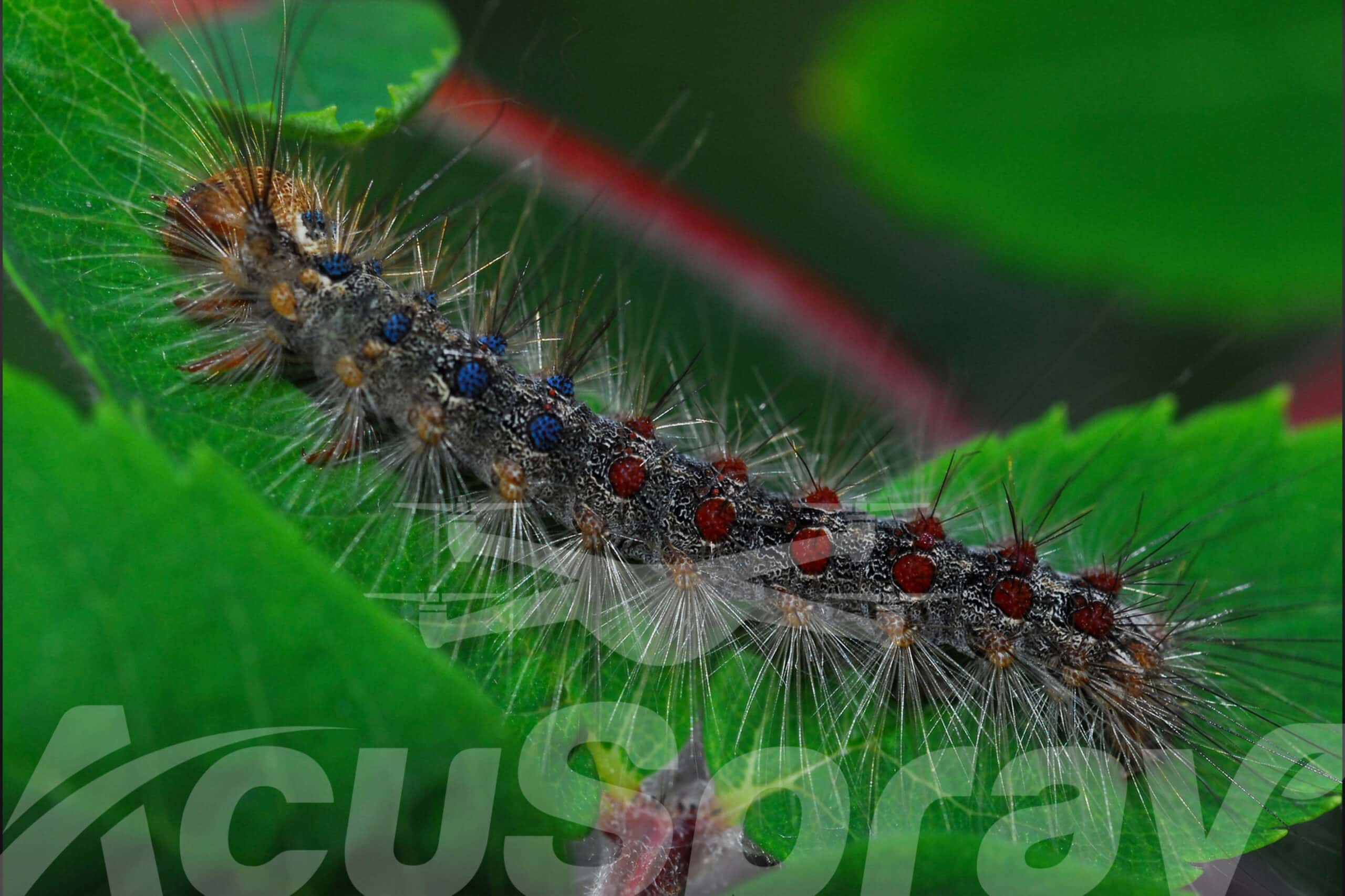 A Gypsy Moth Caterpillar on a leaf, illustrating the need for precision drone spray pest control.