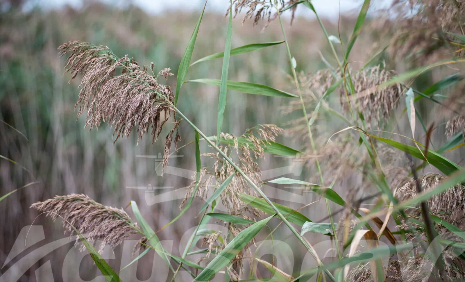 Drain Commissioners Leading the Charge against Invasive Species