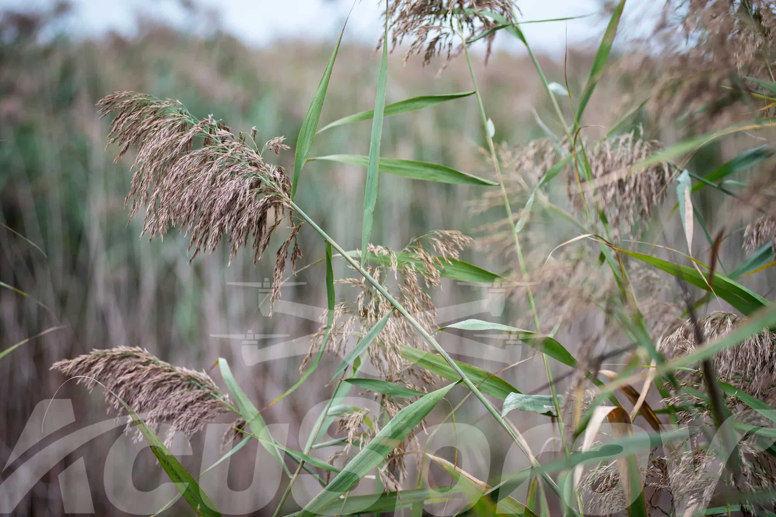 Close-up image of Phragmites, an invasive species highlighting the need for drone technology in invasive species management.