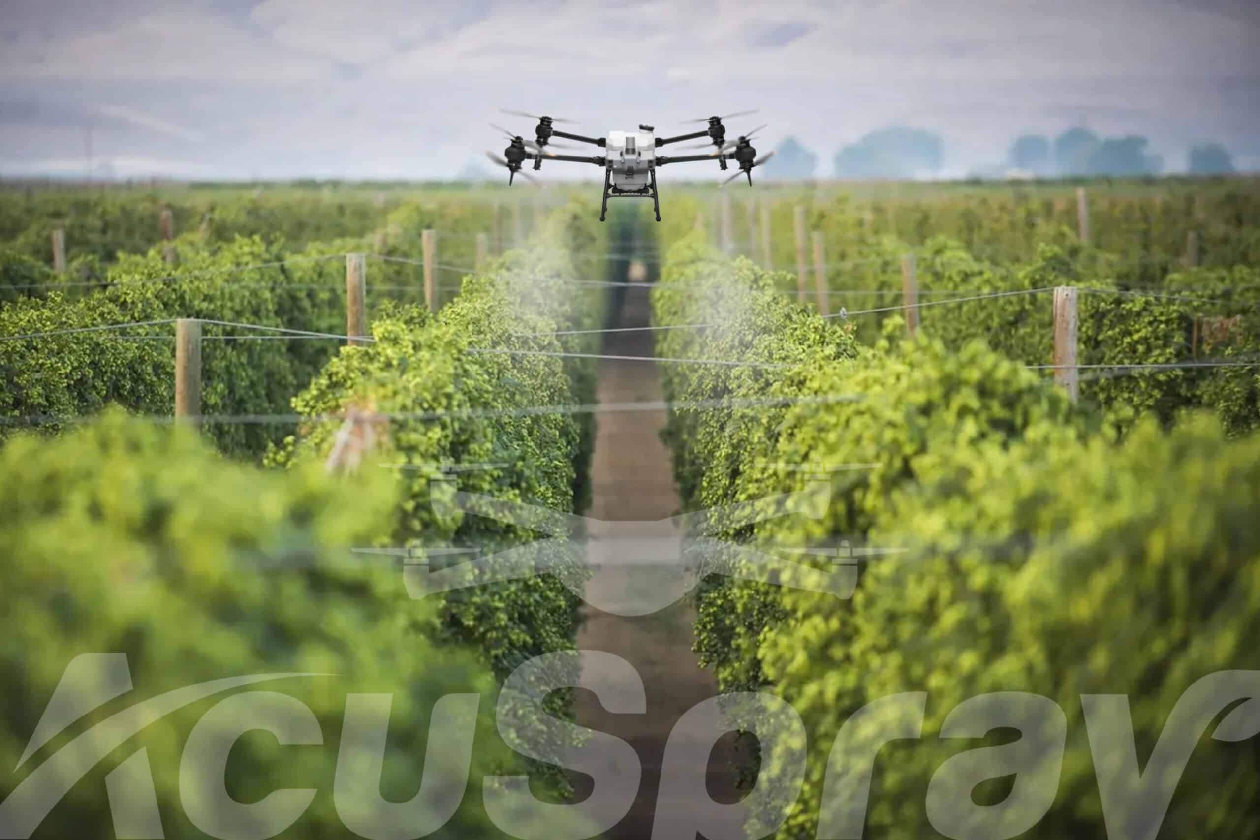 An AcuSpray drone precision spraying over a vibrant hops farm.