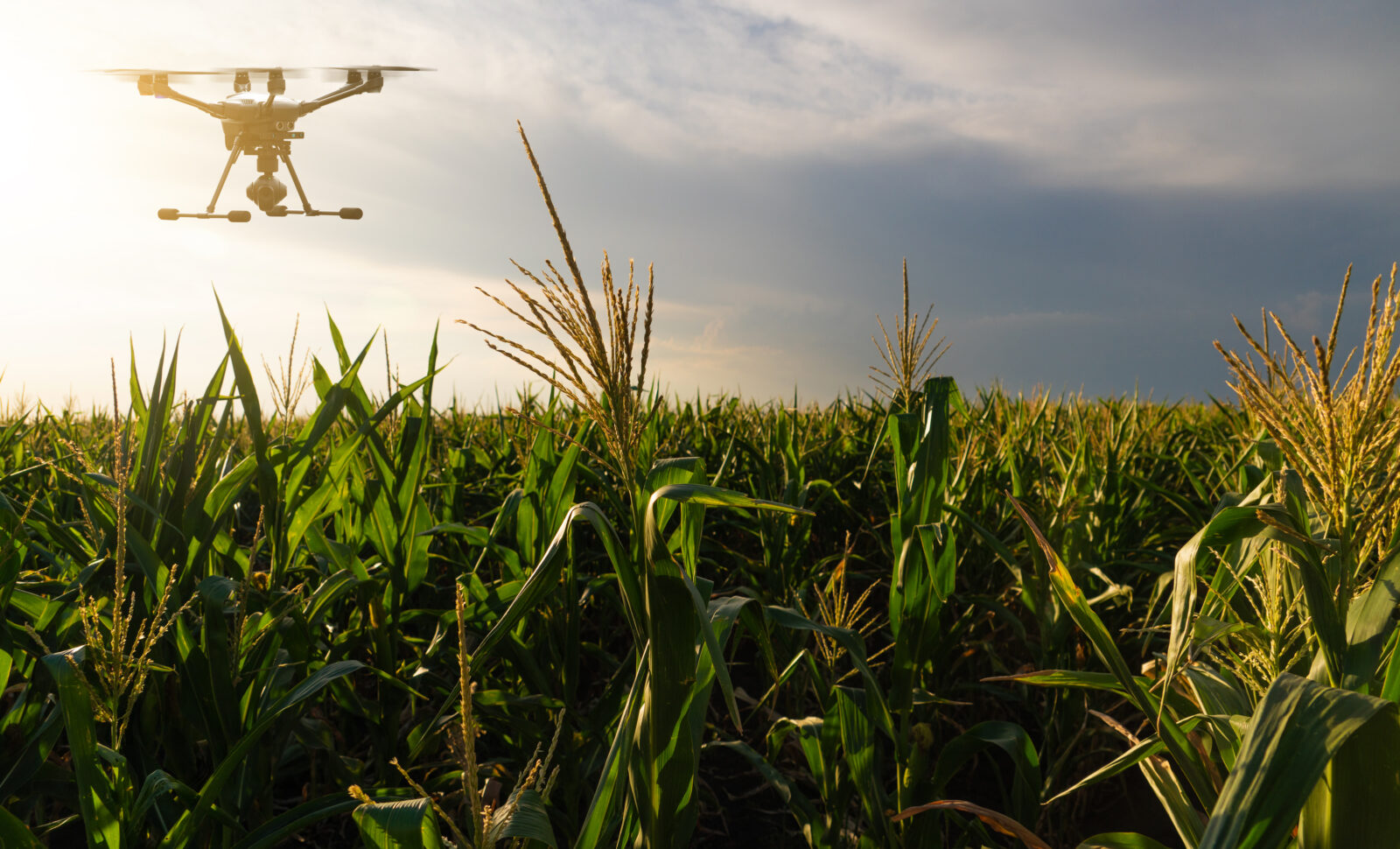 Agricultural Crop Management: The Rise of Drone Spray Applications and Their Advantages Over Crop Dusters