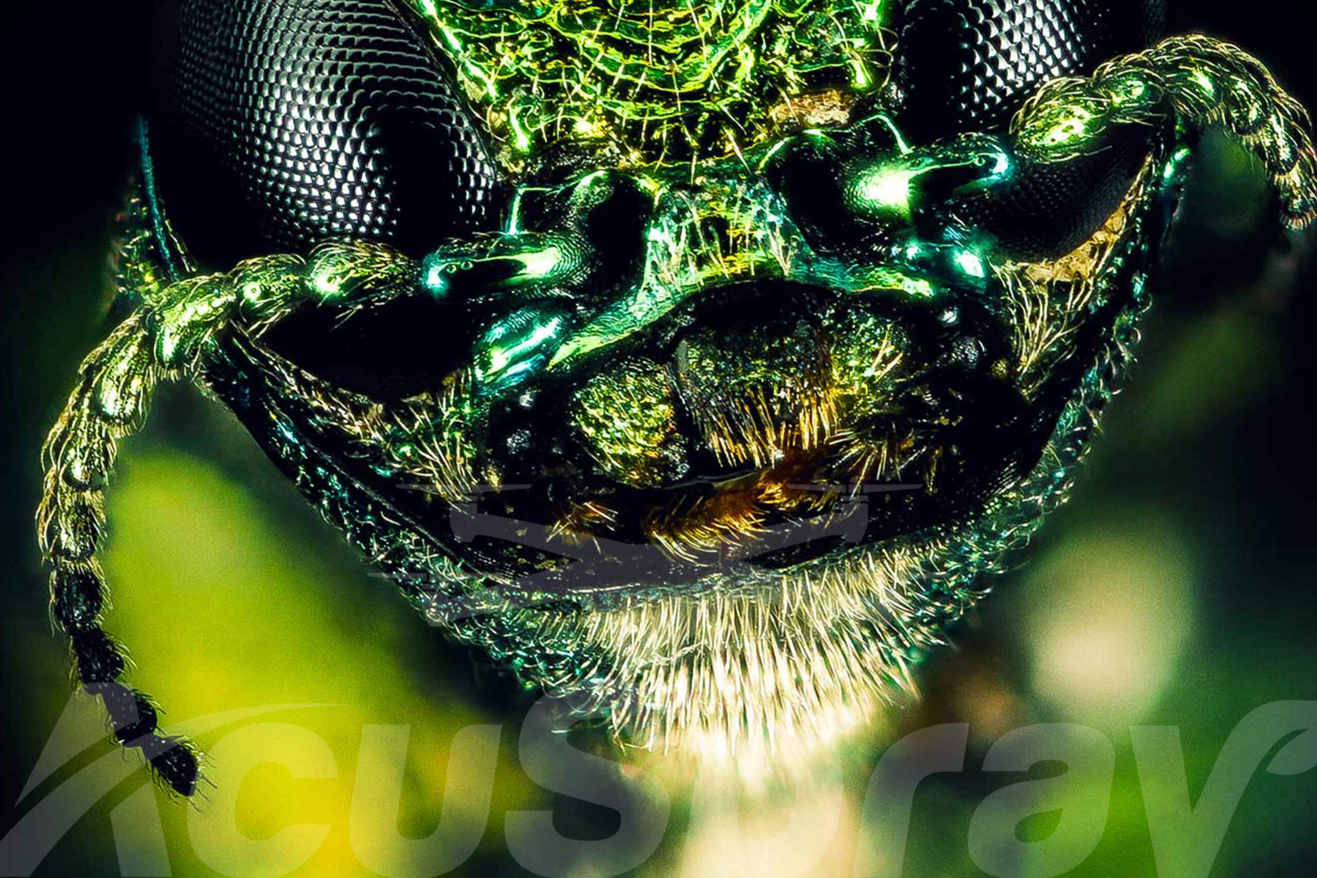 Close-up image of an Emerald Ash Borer, showcasing its metallic green color and intricate textures.