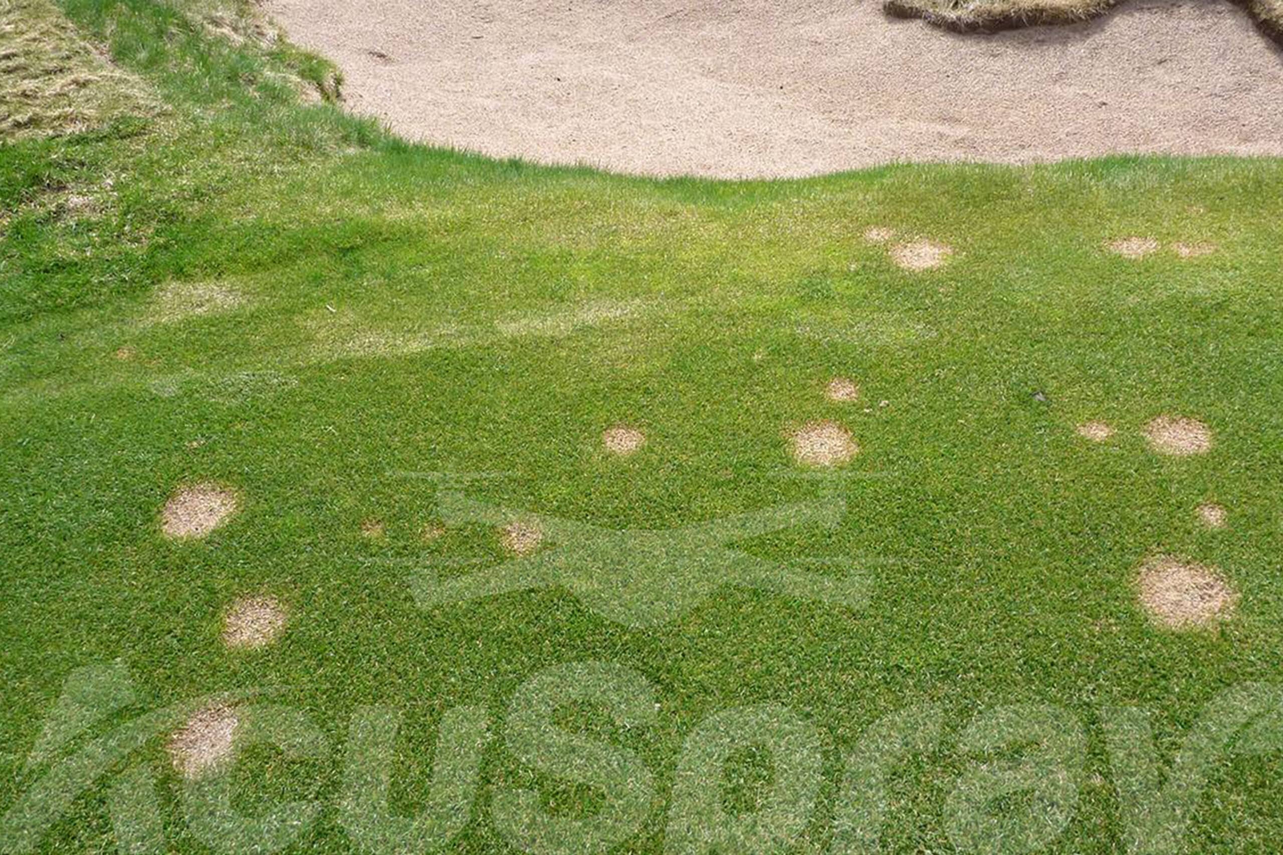 Beautiful green golf course disrupted by irregular brown spots indicating snow mold.