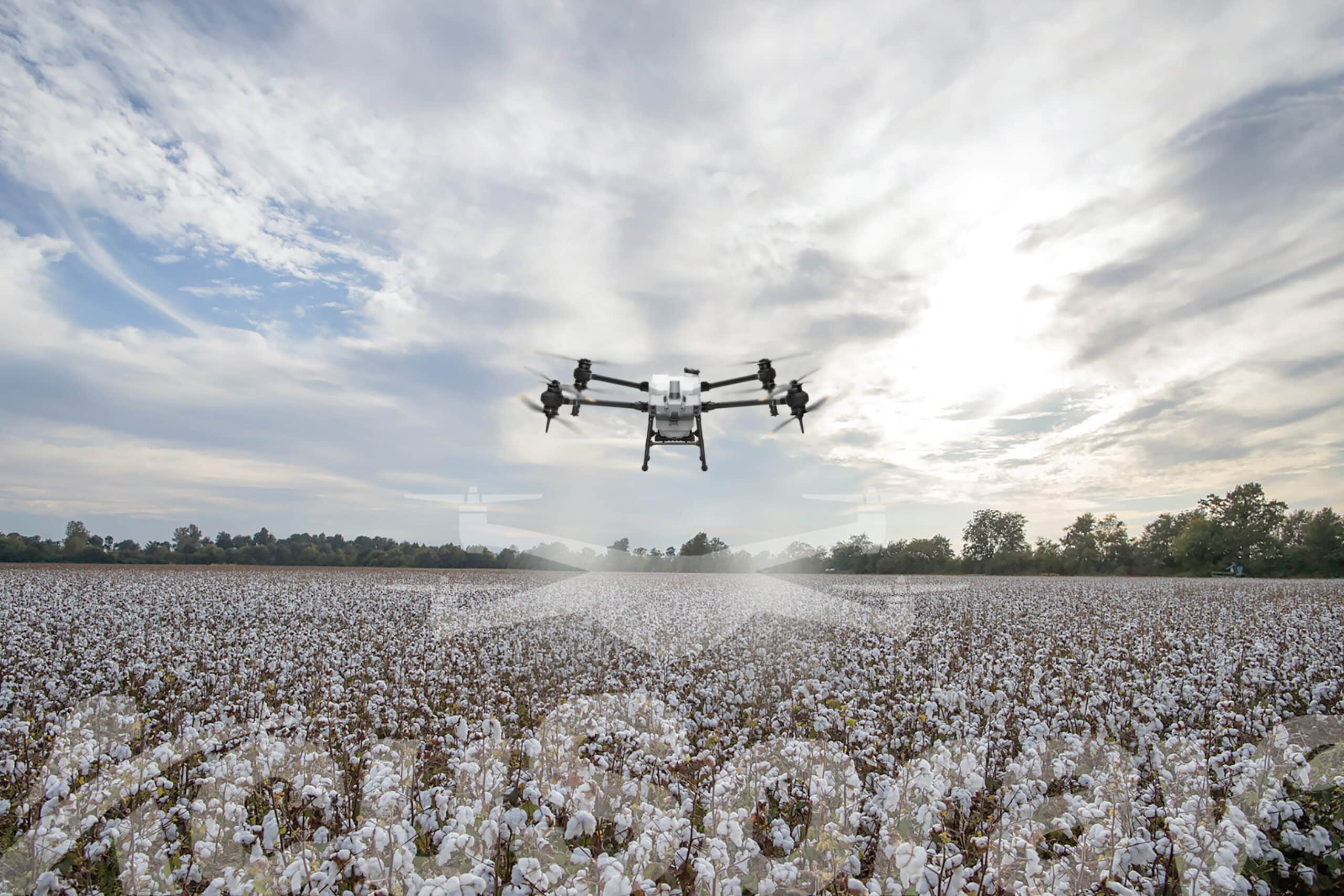 Drone spraying pesticide over a cotton field
