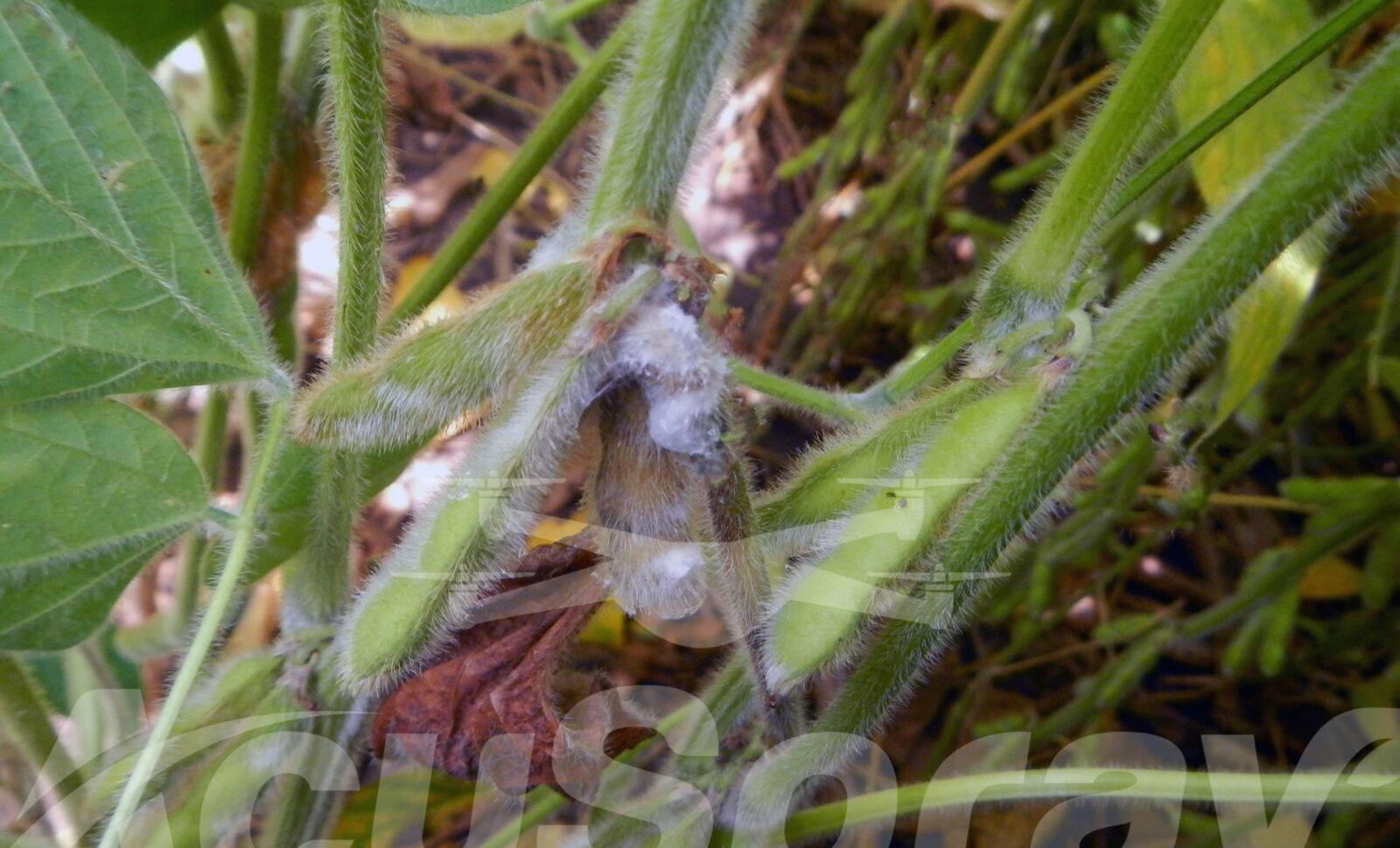 Tackling White Mold Amidst Michigan’s Meteorological Mayhem