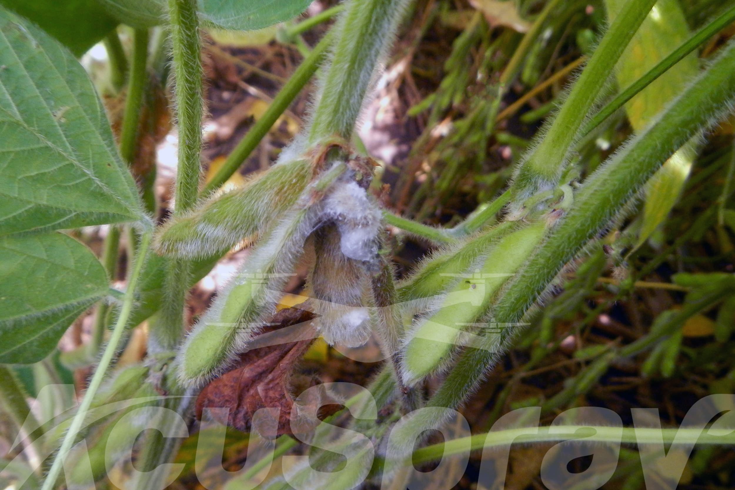 Close-up view of soybeans infected with white mold.