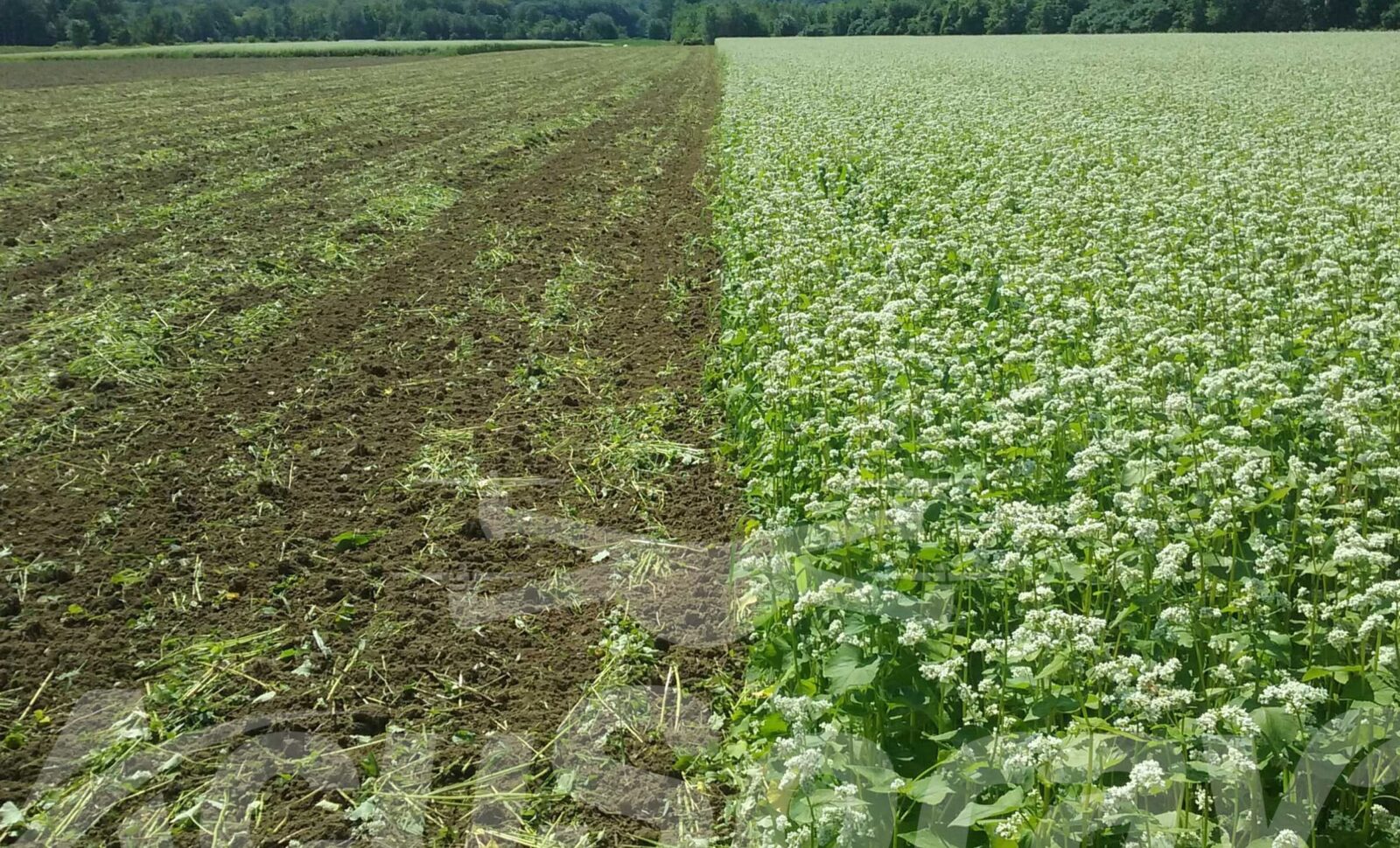 Midwest Cover Crop Initiative and AcuSpray’s Involvement