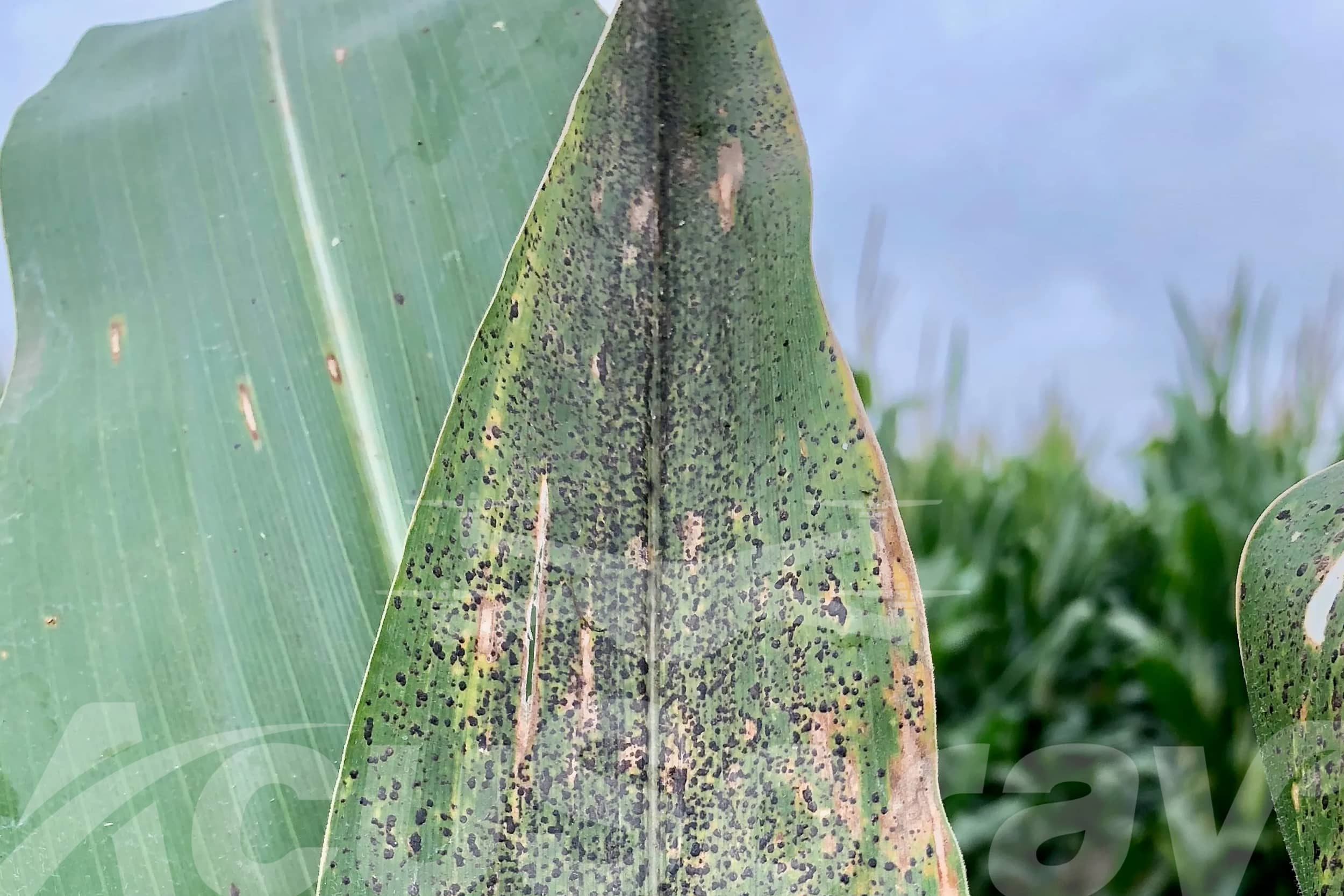 Close-up of a corn leaf with distinct black lesions indicating tar spot infestation.