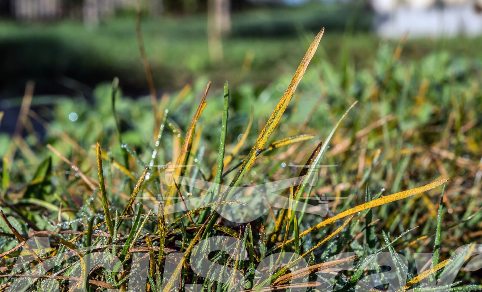 Pioneering Golf Course Disease Control with Drones