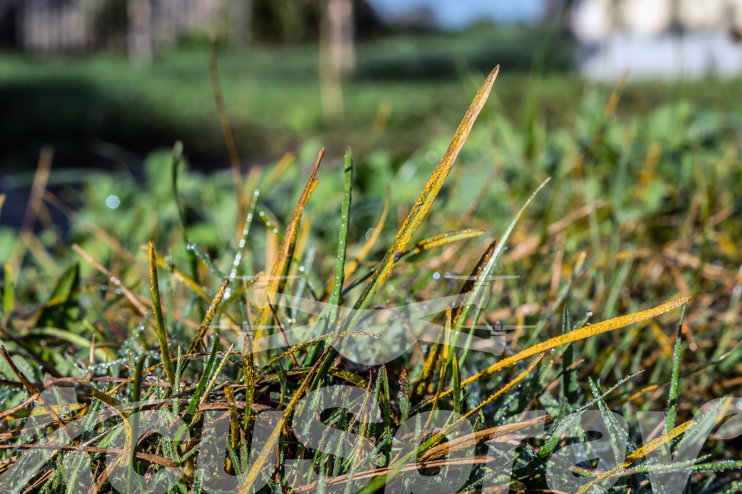 Close-up view of turf disease, illustrating the need for effective golf course disease control.