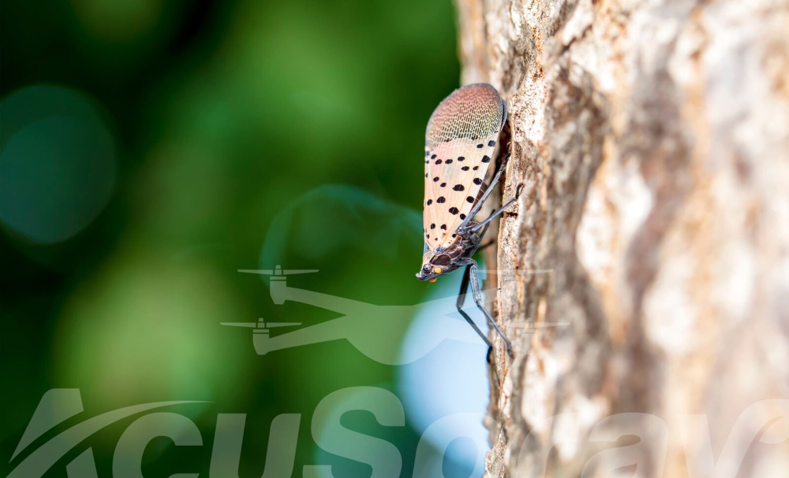 Combating Spotted Lanternfly with AcuSpray’s Drone Technology