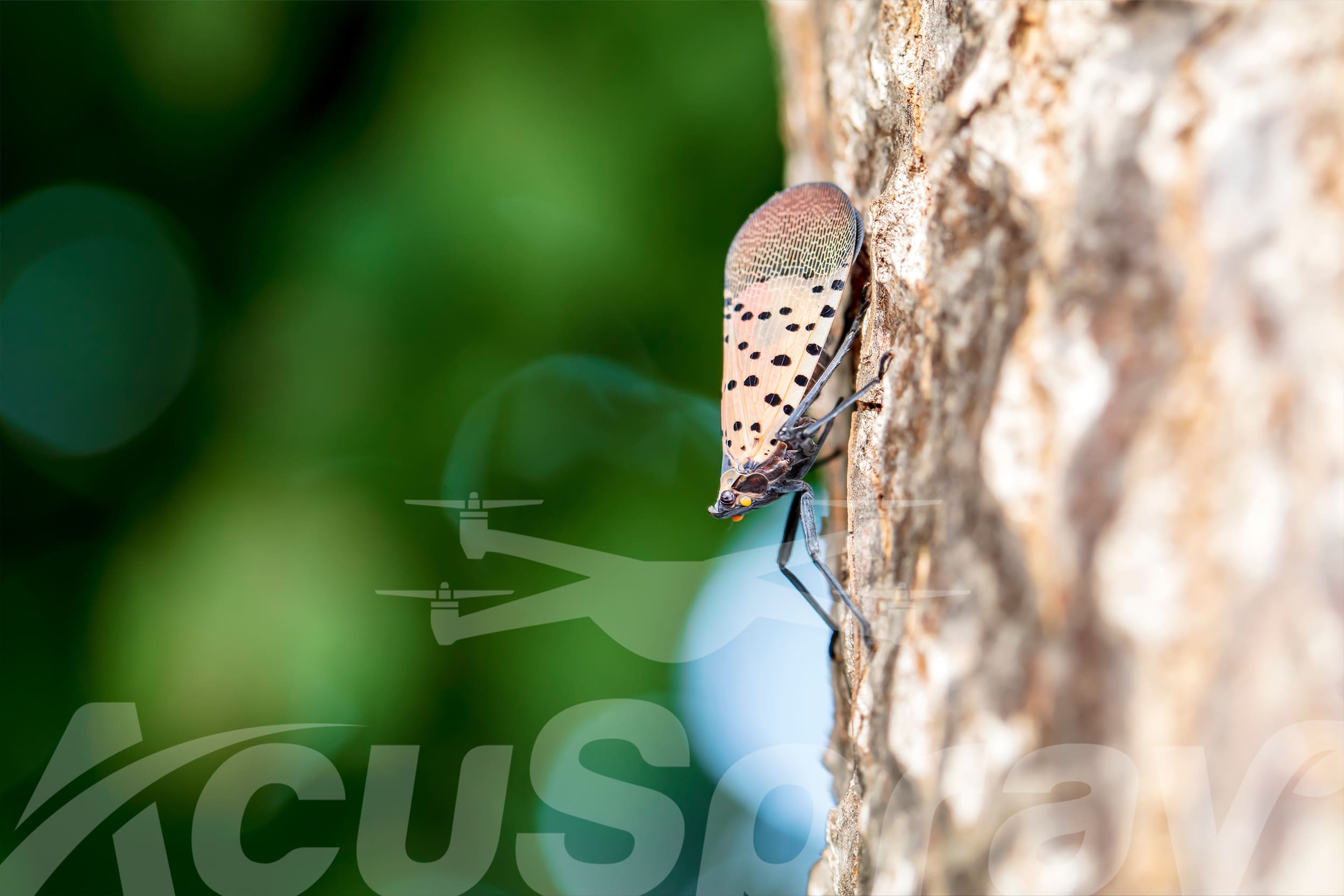 Close-up of a Spotted Lanternfly perched on a tree bark.