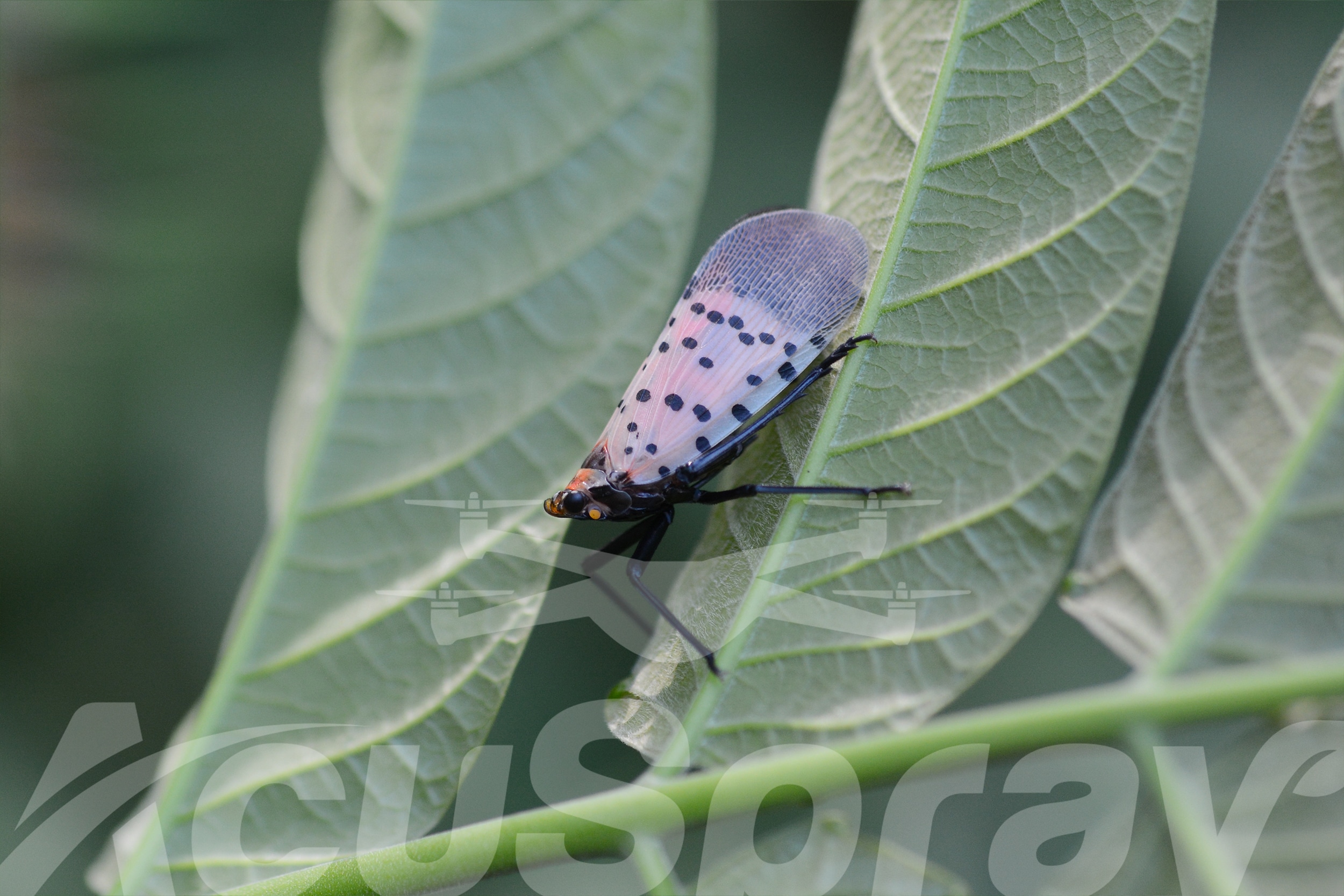 Adult Spotted Lanternfly with mottled grey wings and bright red underwings, perched on a green leaf.