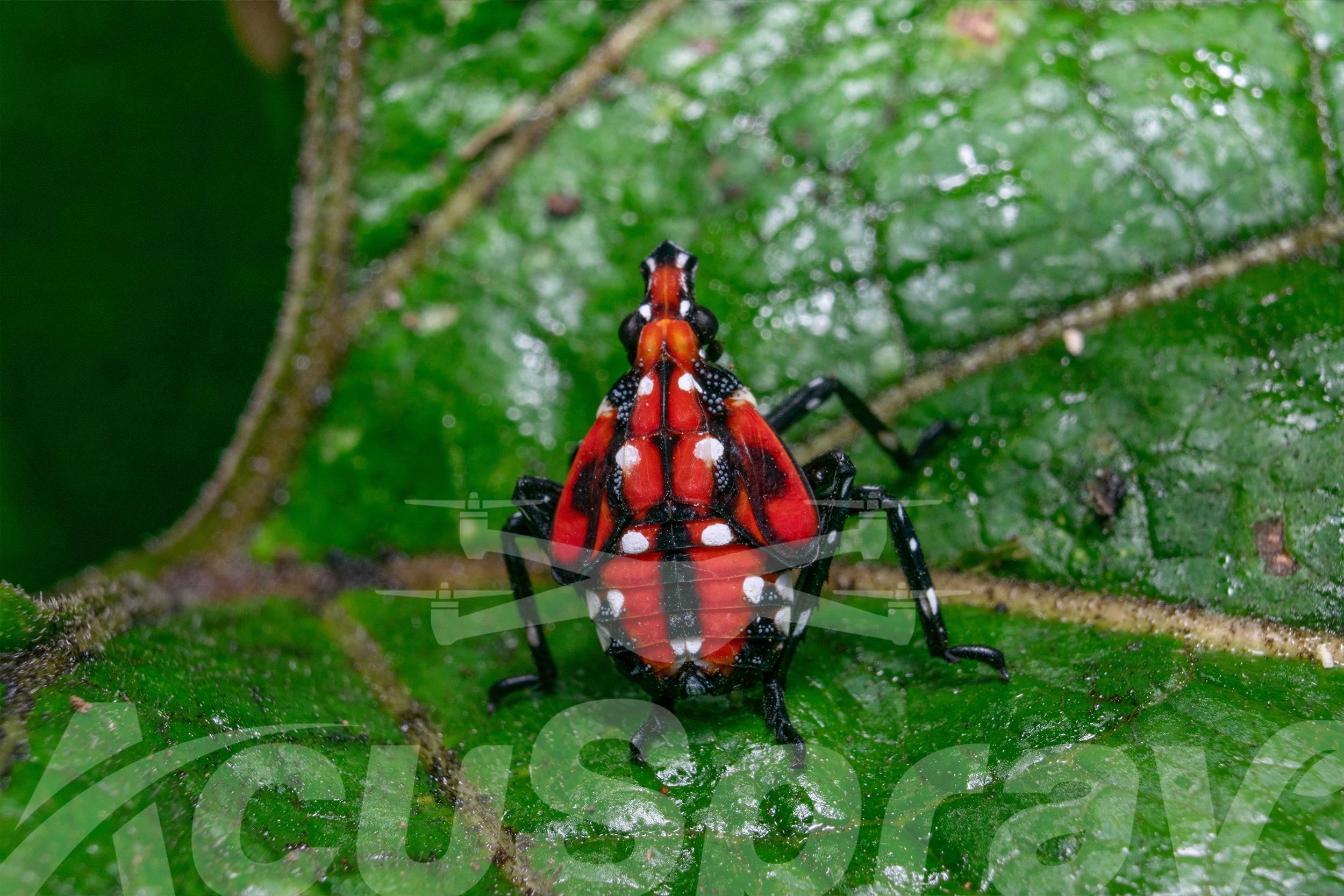 Spotted Lanternfly nymph perched on a green leaf.