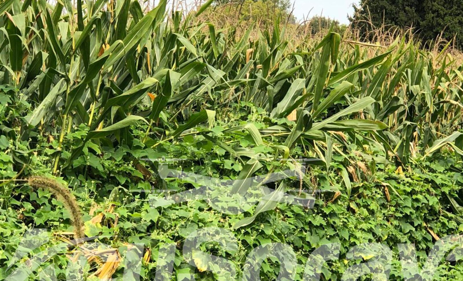 Tackling the Burcucumber Challenge in Cornfields