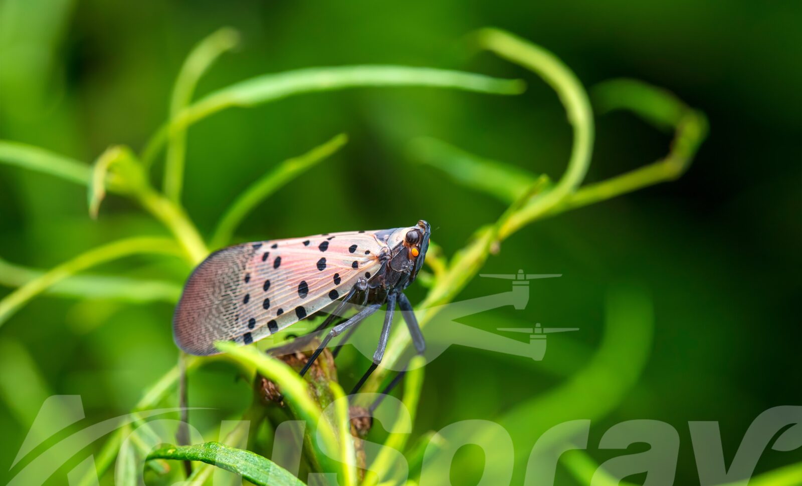 Utilizing Drone Technology to Combat Spotted Lanternfly Infestations in Michigan