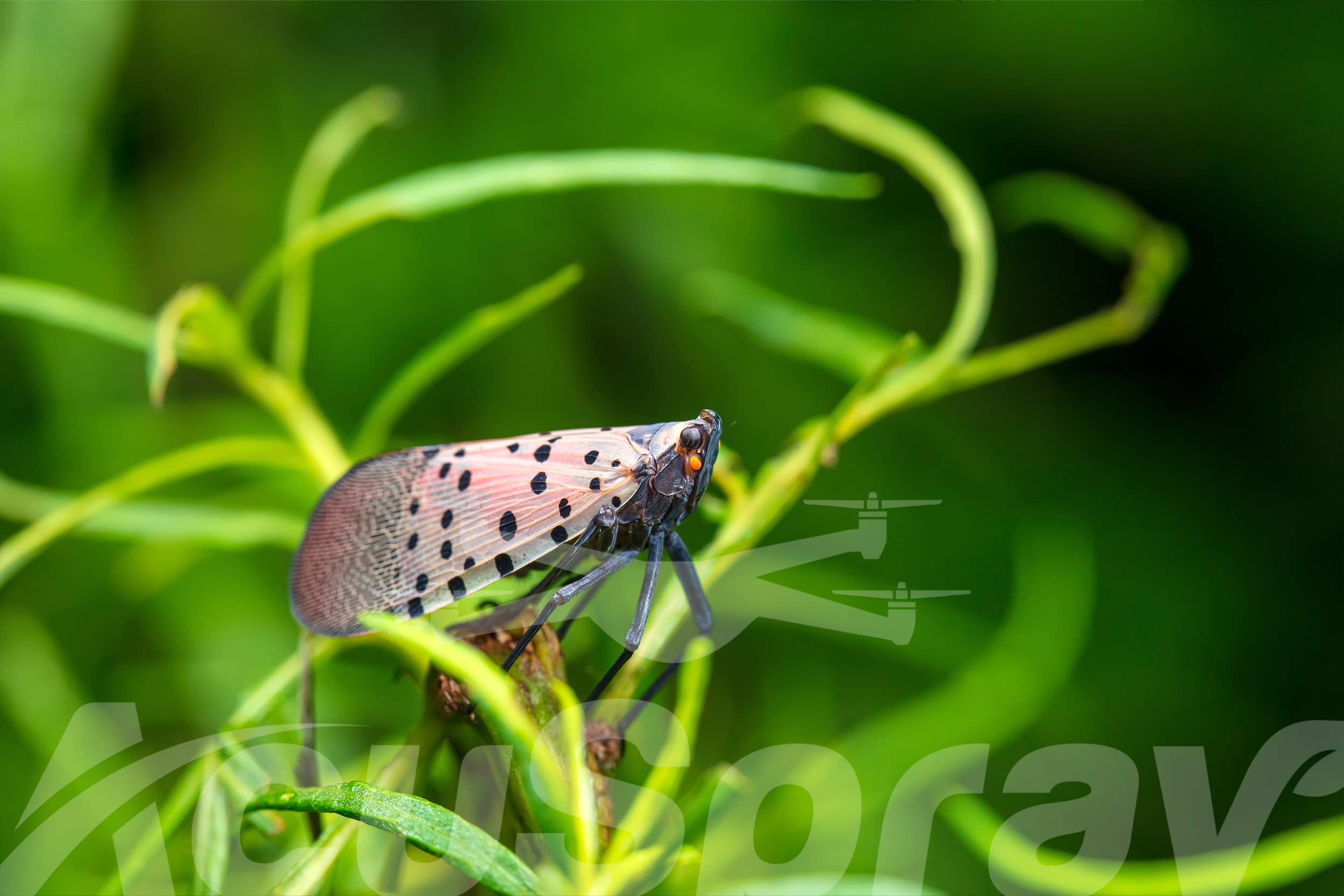 Close-up of a Spotted Lanternfly on green foliage, showcasing AcuSpray's drone technology for pest control.